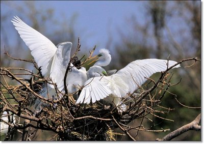 Great Egrets