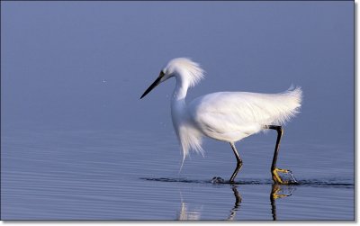 Snowy Egret