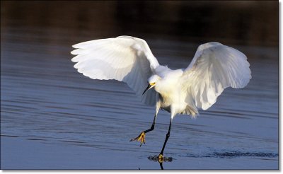 Snowy Egret