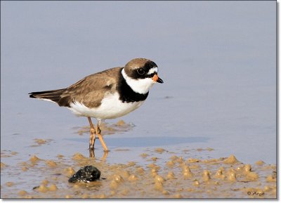 Semipalmated Plover