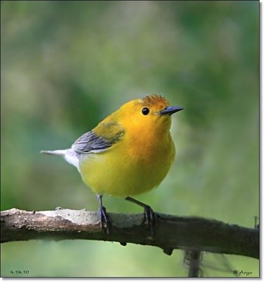 Prothonatary Warbler