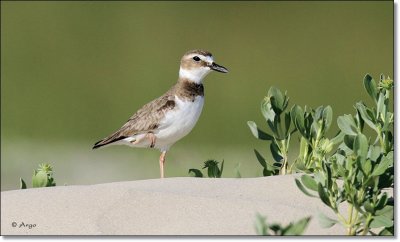 Wilsons Plover