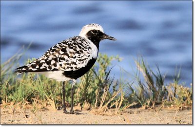 Black-bellied Plover