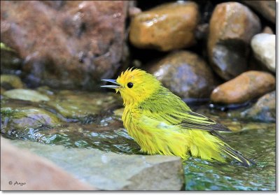 Yellow Warbler