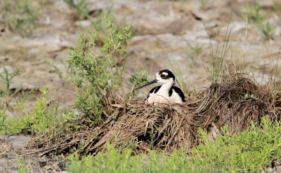 Back on the Nest