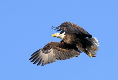 Bald Eagle