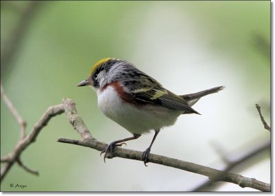 Chestnut-sided Warbler