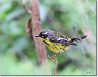 Magnolia Warbler