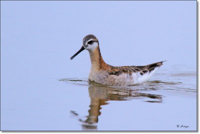 Wilsons Phalarope