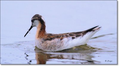 Wilsons Phalarope