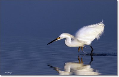 Snowy Egret