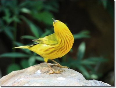 Yellow Warbler