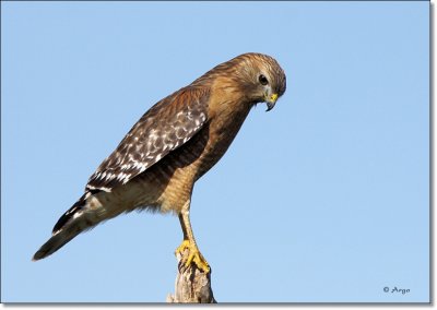 Red-shouldered Hawk