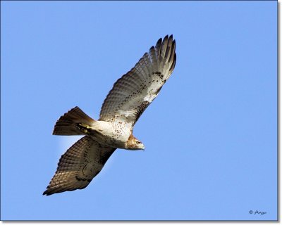 Red-tailed Hawk