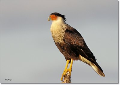 Crested Caracara