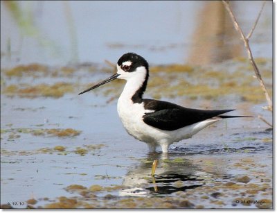 Black-necked Stilt