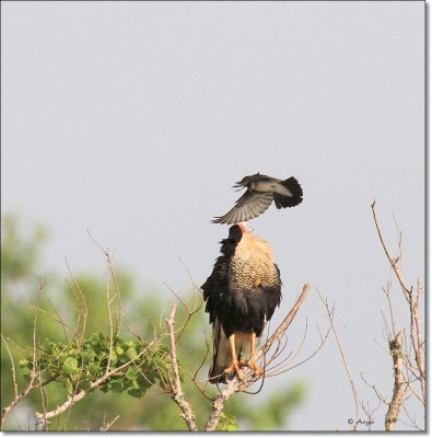 Crested Caracara