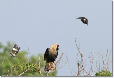 Crested Caracara