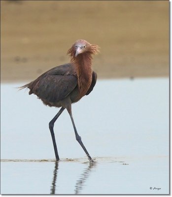 Reddish Egret