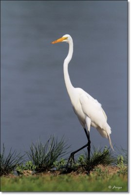 Great Egret