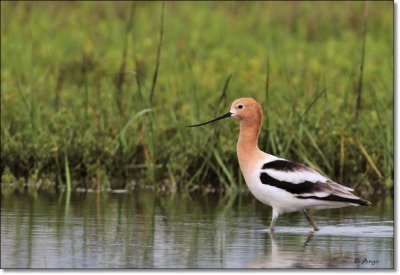 American Avocet