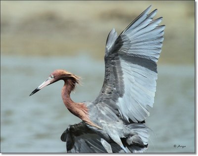 Reddish Egret