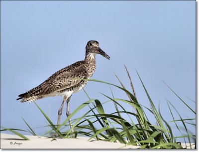 Eastern Willet