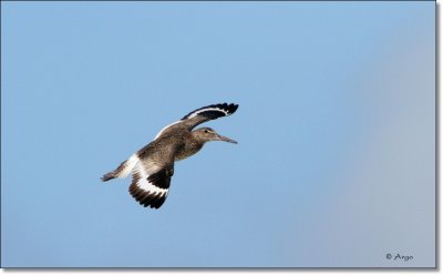 Eastern Willet