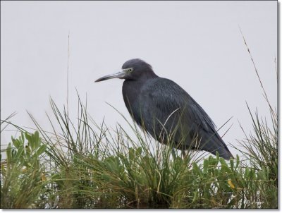 Little Blue Heron