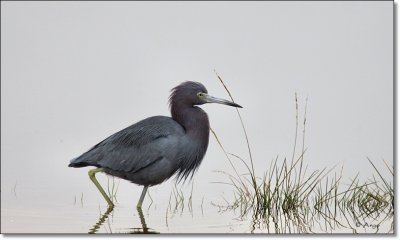 Little Blue Heron