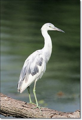 Little Blue Heron