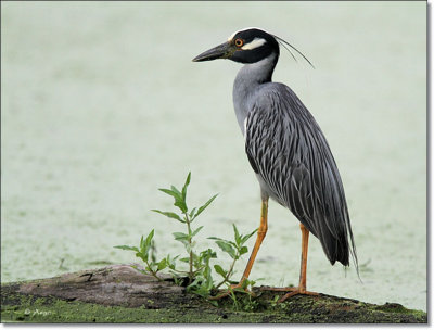 Yellow-crowned Night Heron