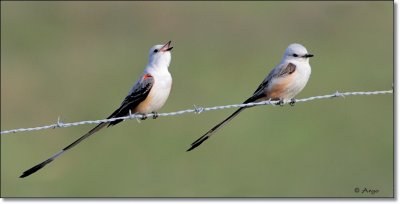 Scissor-tailed Flycatchers