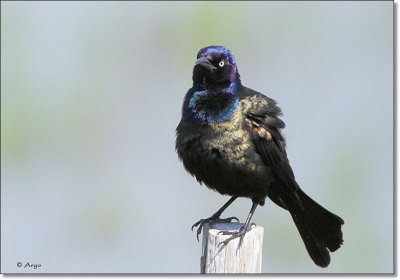 Common Grackle