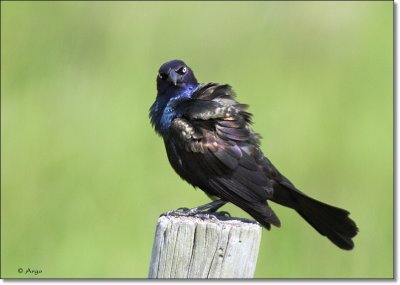 Common Grackle