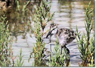 Eastern Willet Chick