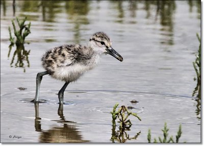 Eastern Willet Chick
