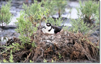 Black-necked Stilt
