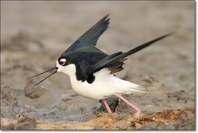 Black-necked Stilt