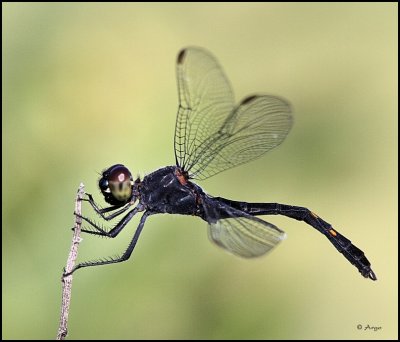 Black Darter