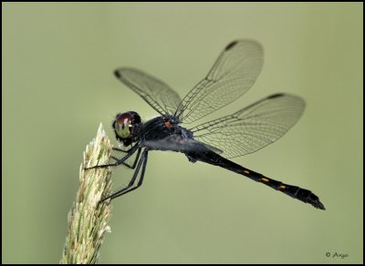 Black Darter