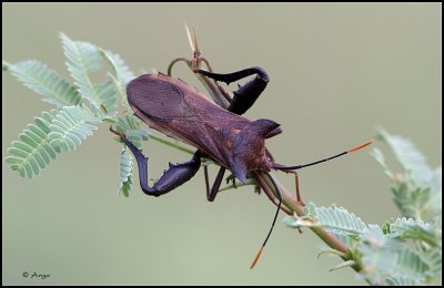 Giant  Agave Bug
