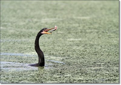 Anhinga