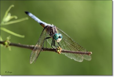 Blue Dasher