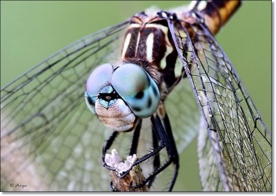 Blue Dasher