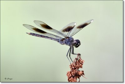 Four Spotted Pennant