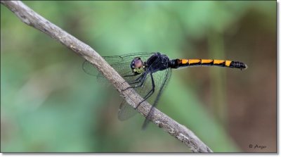Black Darter