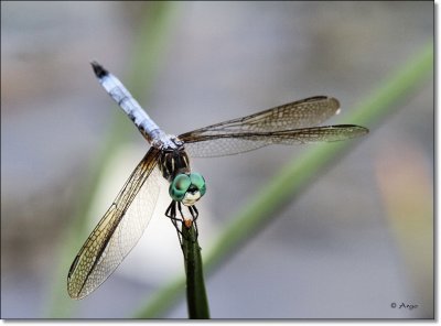 Blue Dasher
