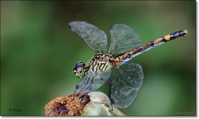Blue Dasher