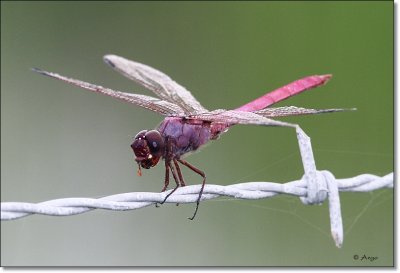 Roseate Skimmer